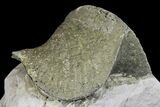 Pyrite Replaced Brachiopod (Paraspirifer) Fossil on Shale - Ohio #136654-2